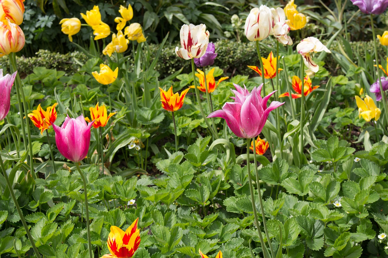 spring tulips flowers garden free photo