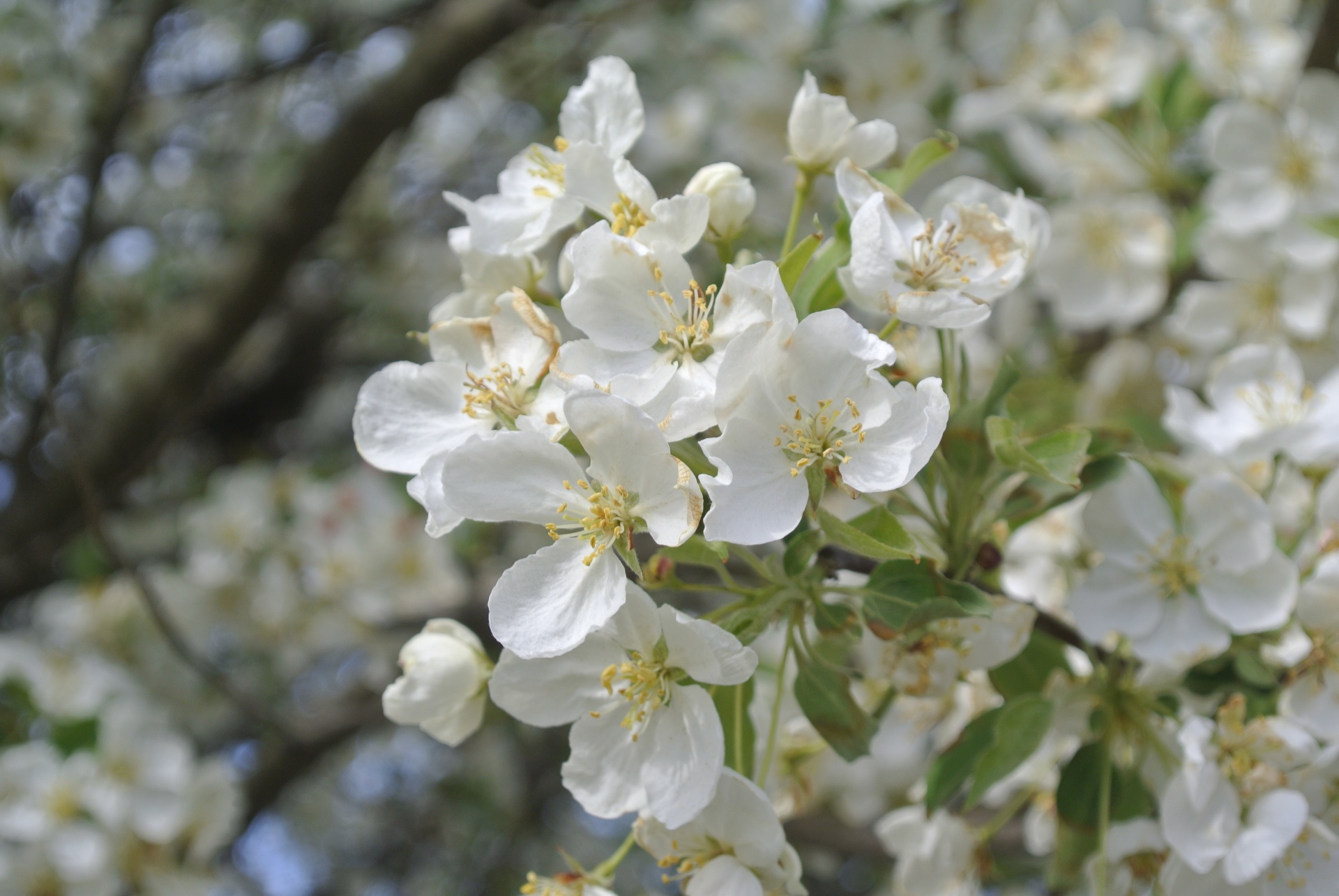 spring blossoms white free photo