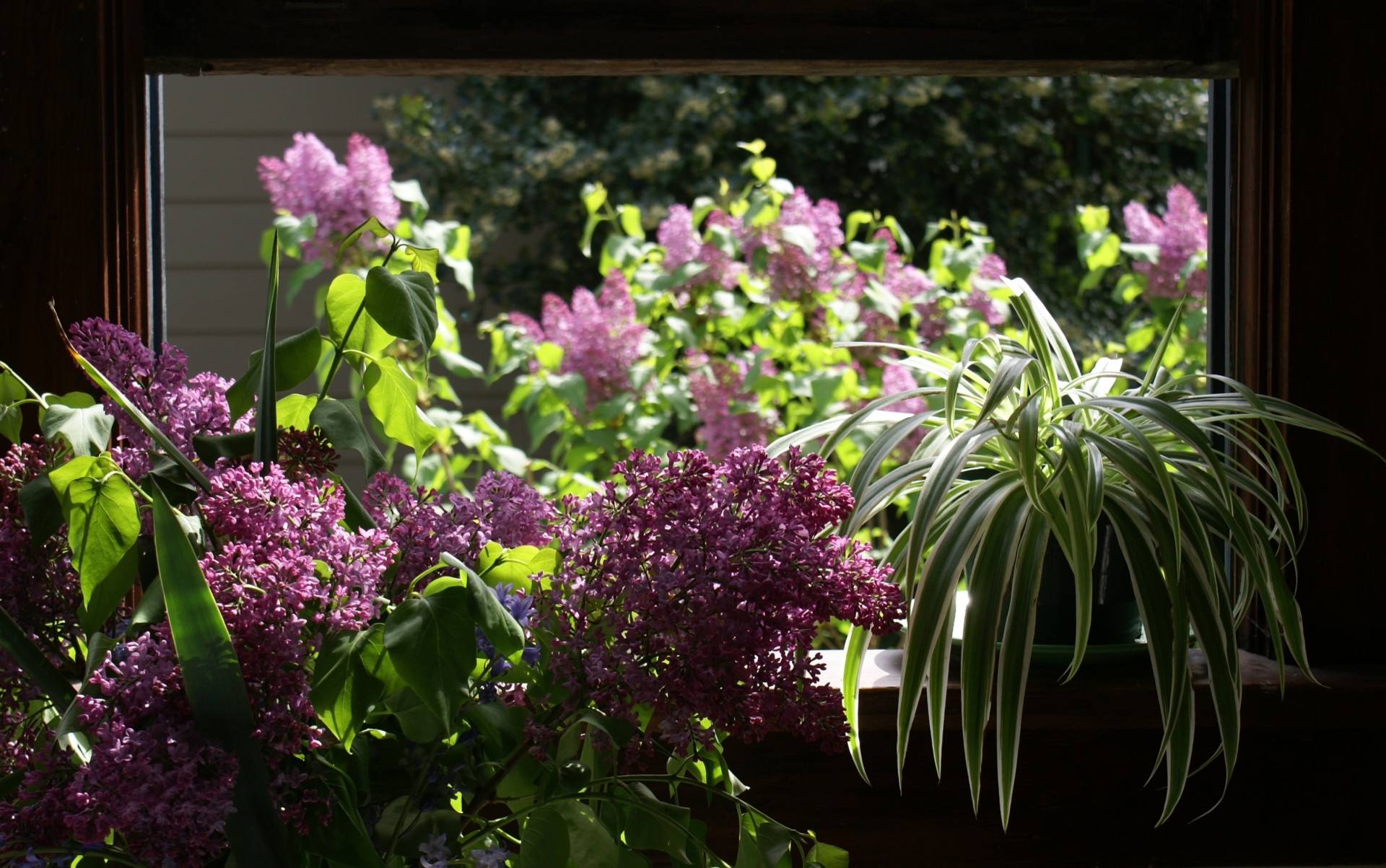 lilac bouquet cut flowers free photo