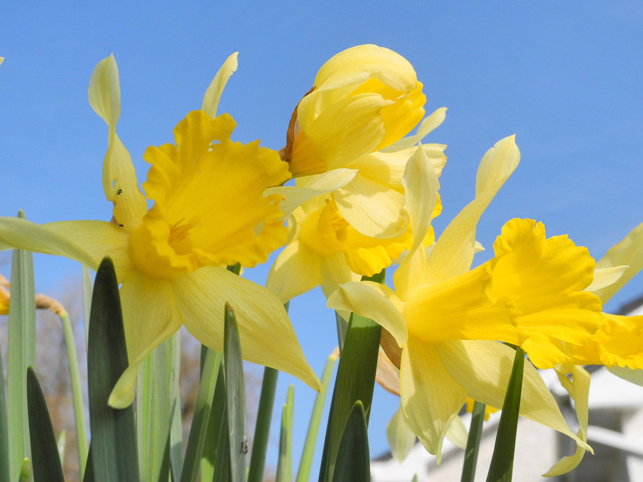 daffodil flowers blue free photo