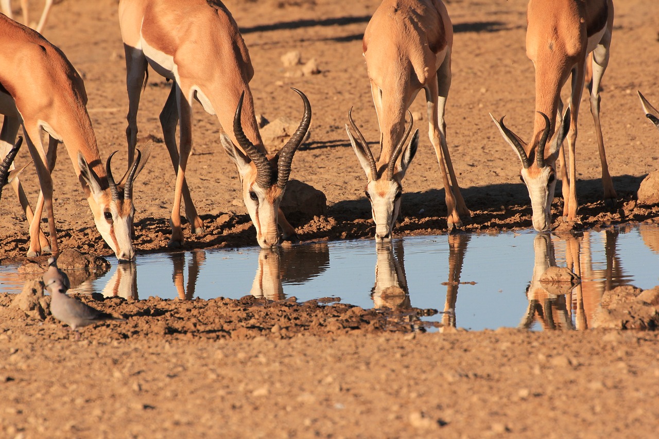 springbok drinking waterhole free photo