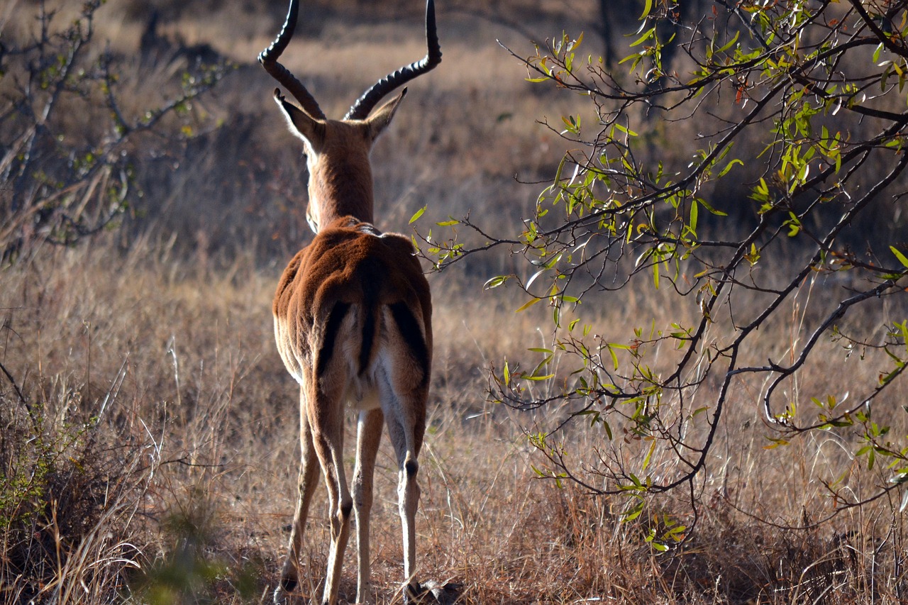 springbok wildlife africa free photo