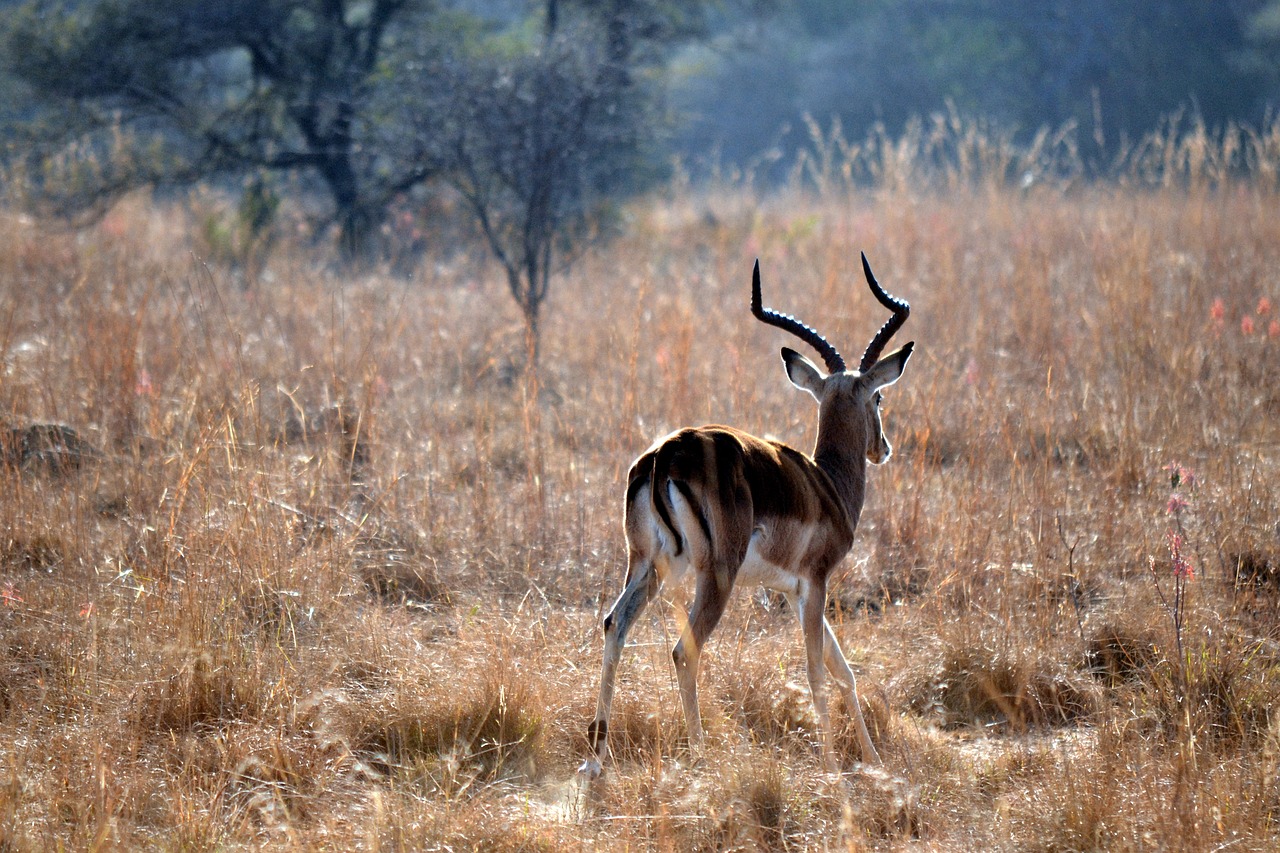 springbok early morning wildlife free photo
