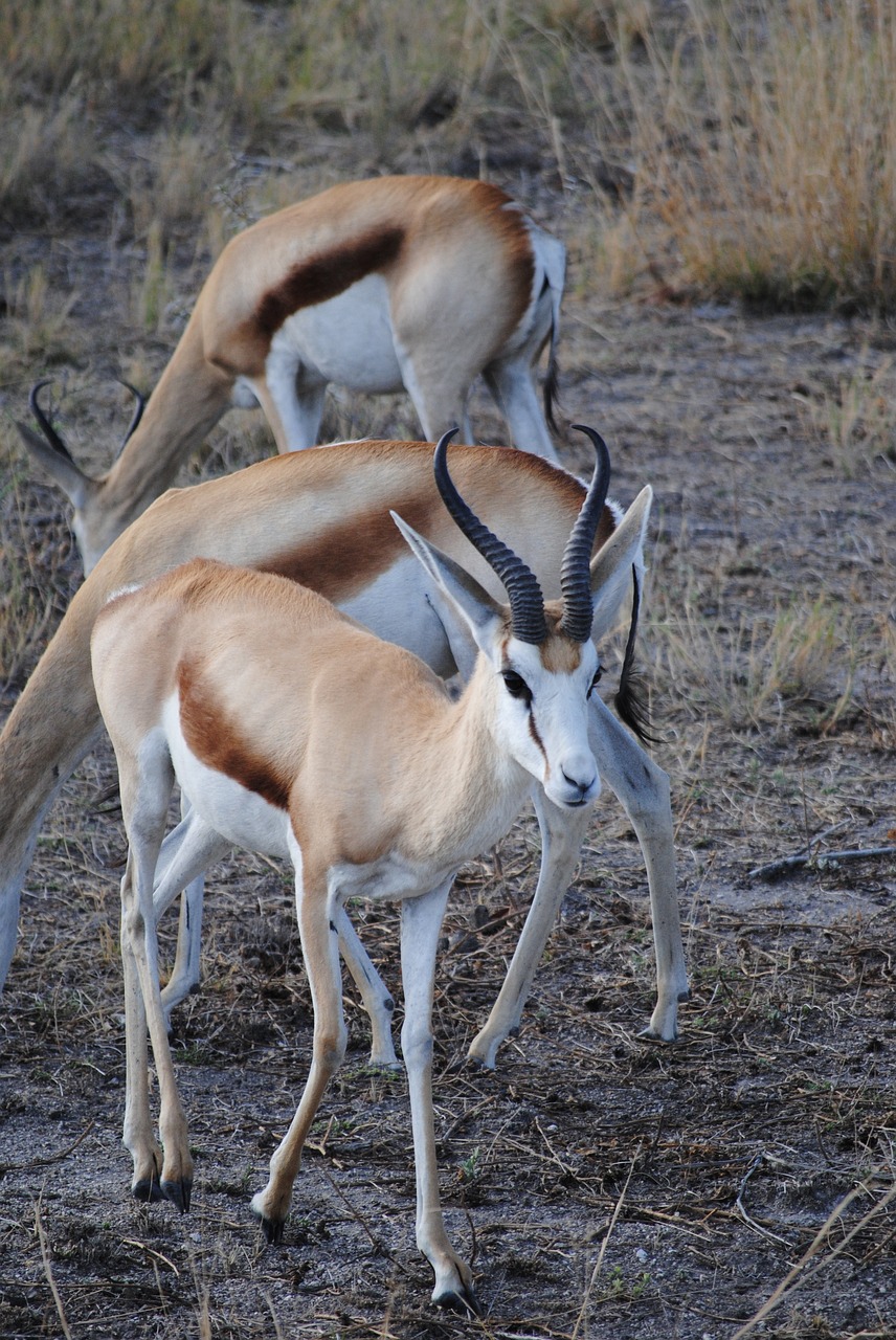 springbok africa national park free photo