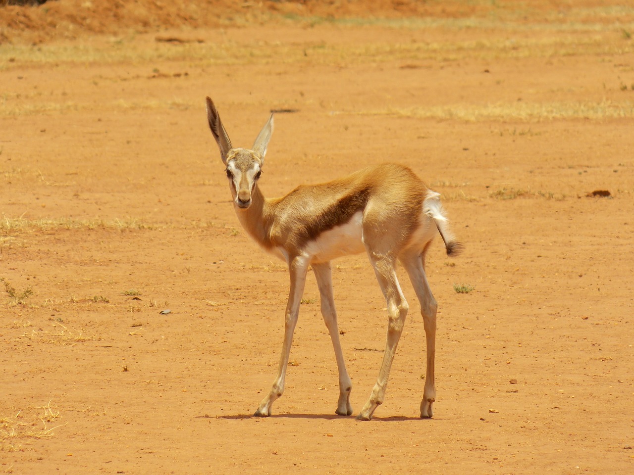 springbok gazelle african free photo