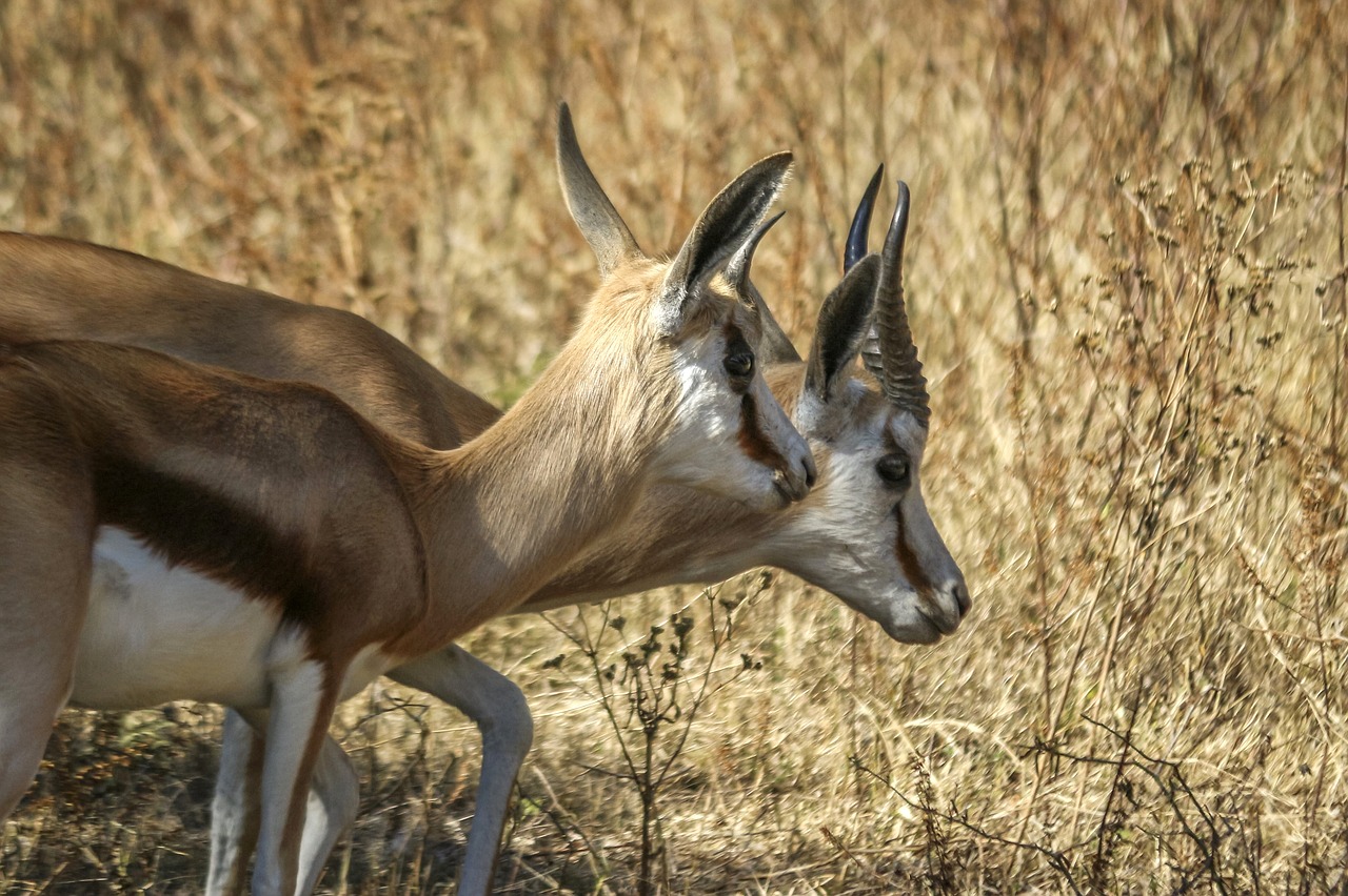 springbok wild animal free photo