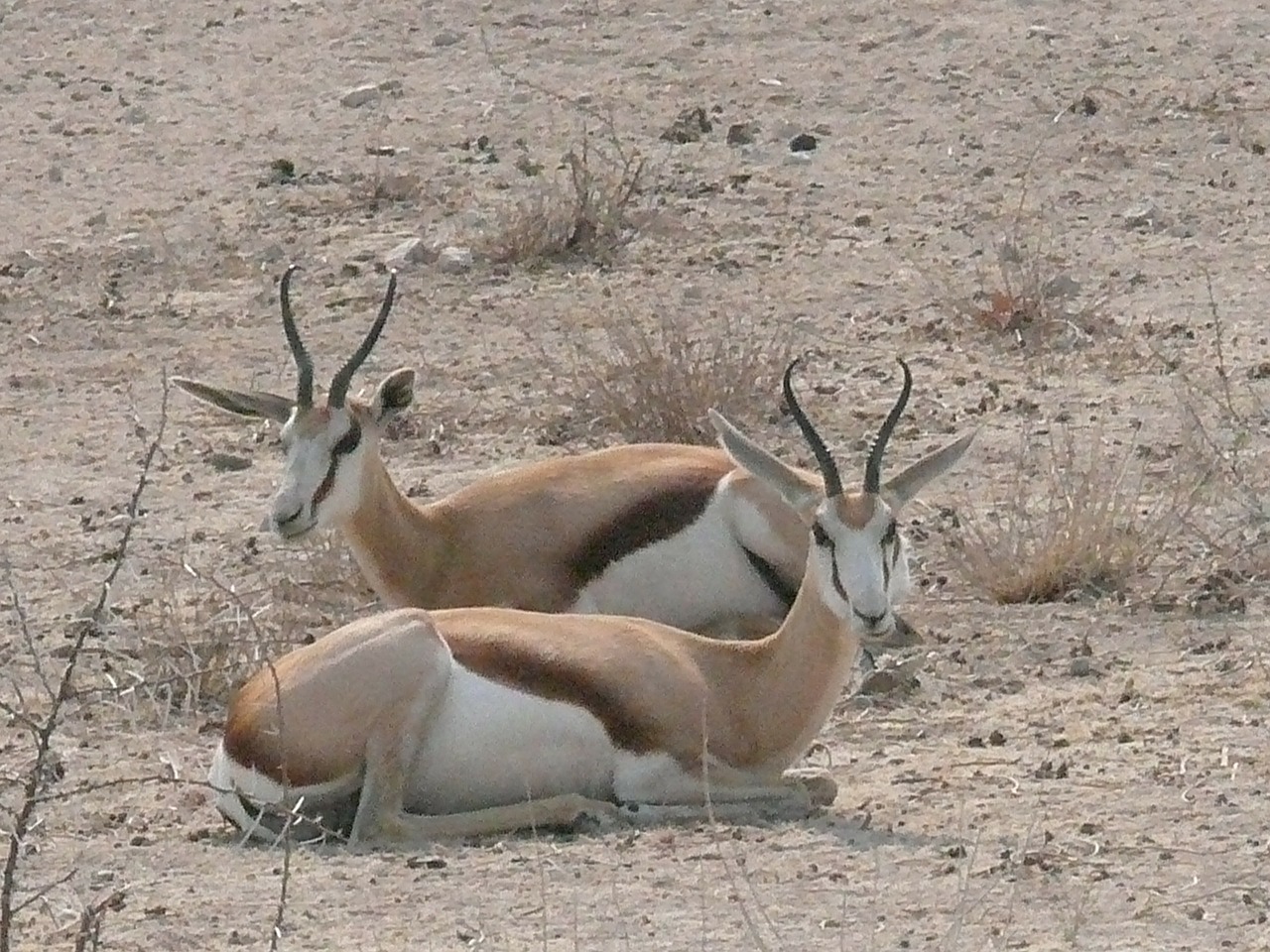 springbok antelope animals free photo