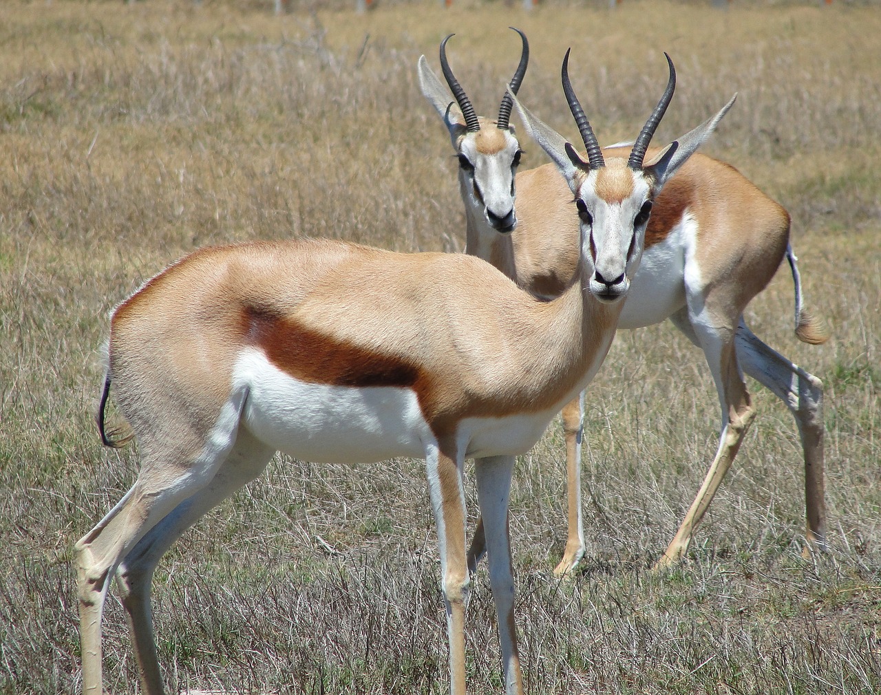 springbok antelope africa free photo