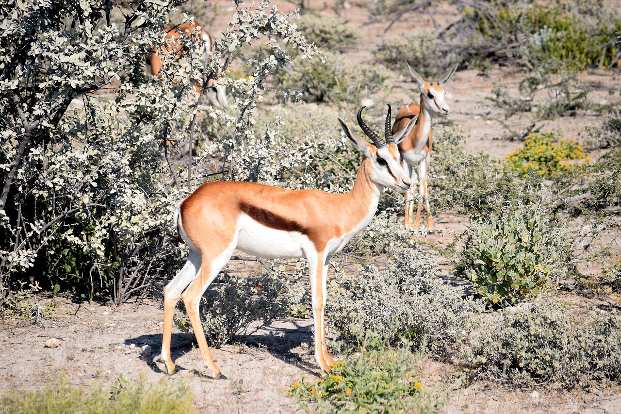springbok  antelope  etosha free photo