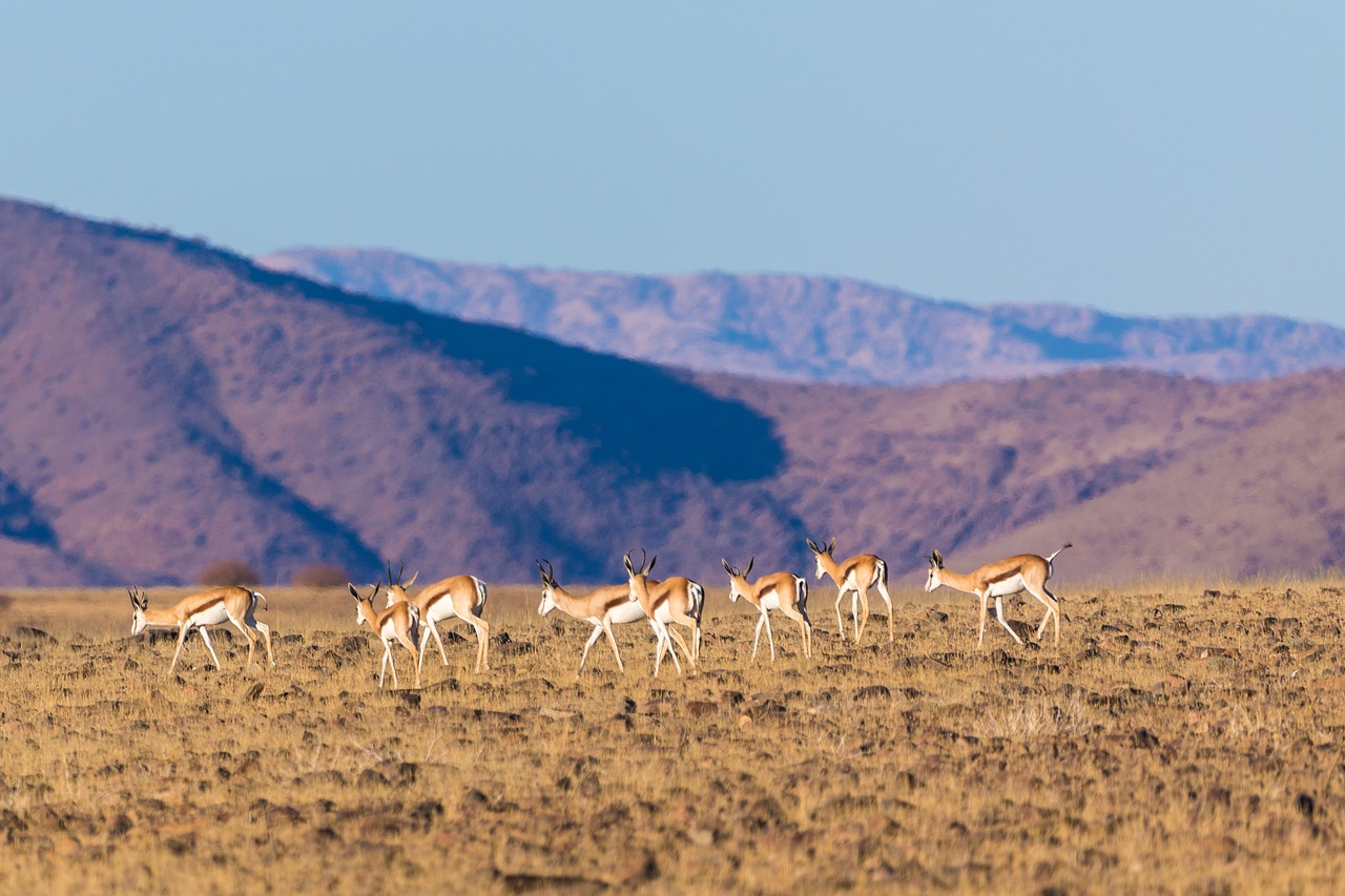 springbok  springbok herd  flock free photo