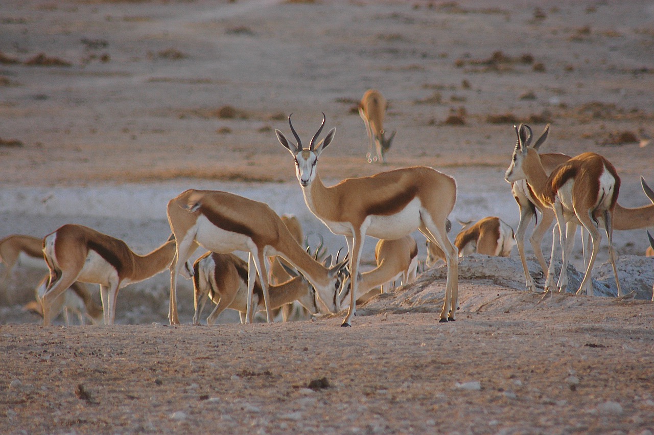 springbok  antelope  africa free photo