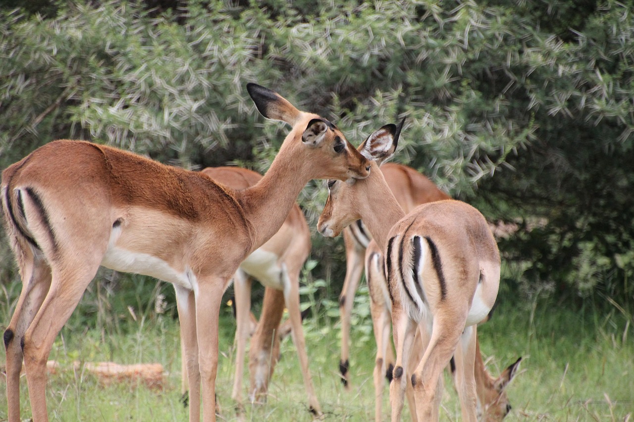 springbuck antelope africa free photo