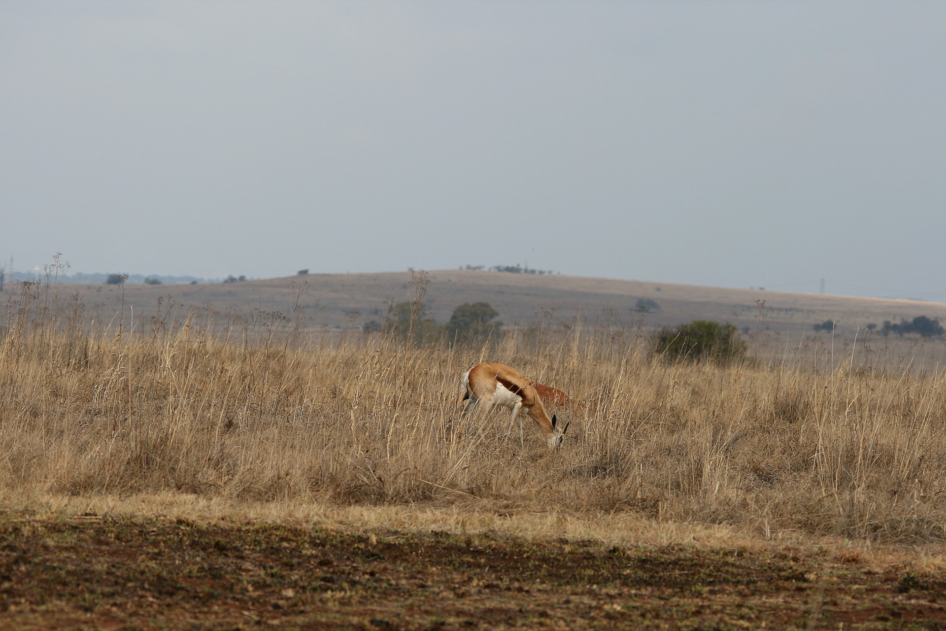 animal antelope grass free photo