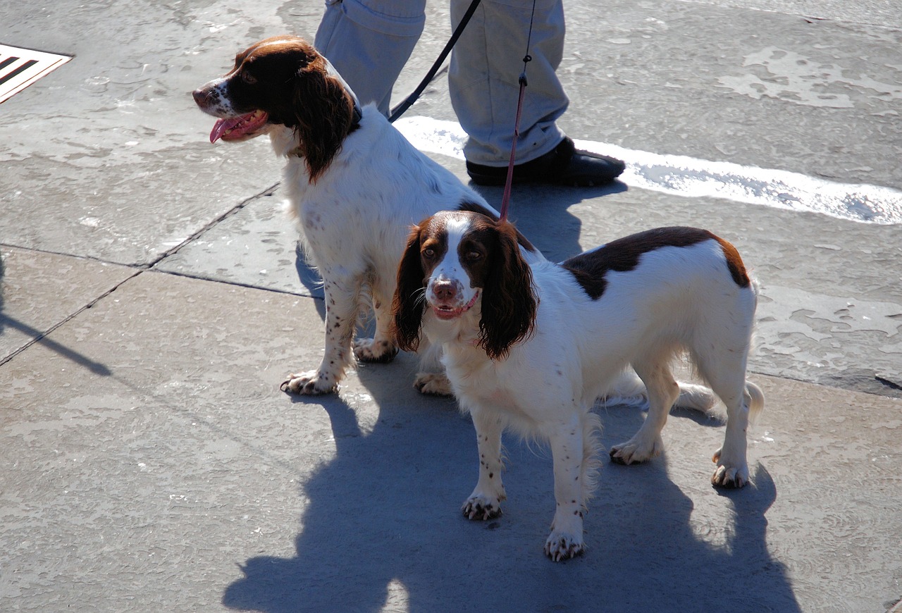 springer spaniel dog free photo