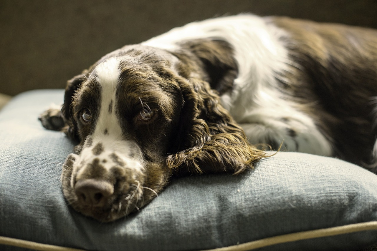 springer  spaniel  dog free photo