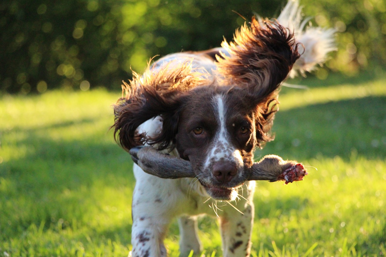 springer spaniel dog training hunting free photo