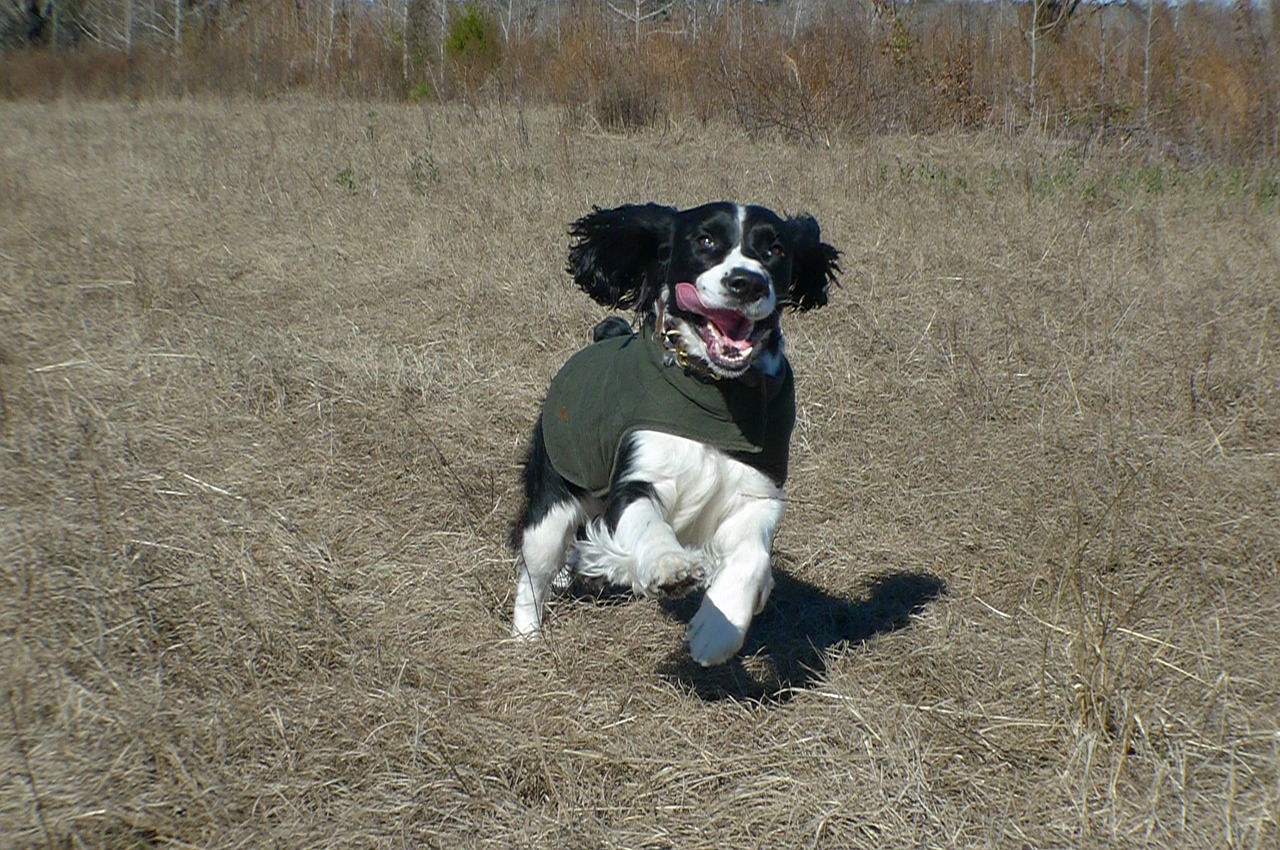springer spaniel hunting canine free photo