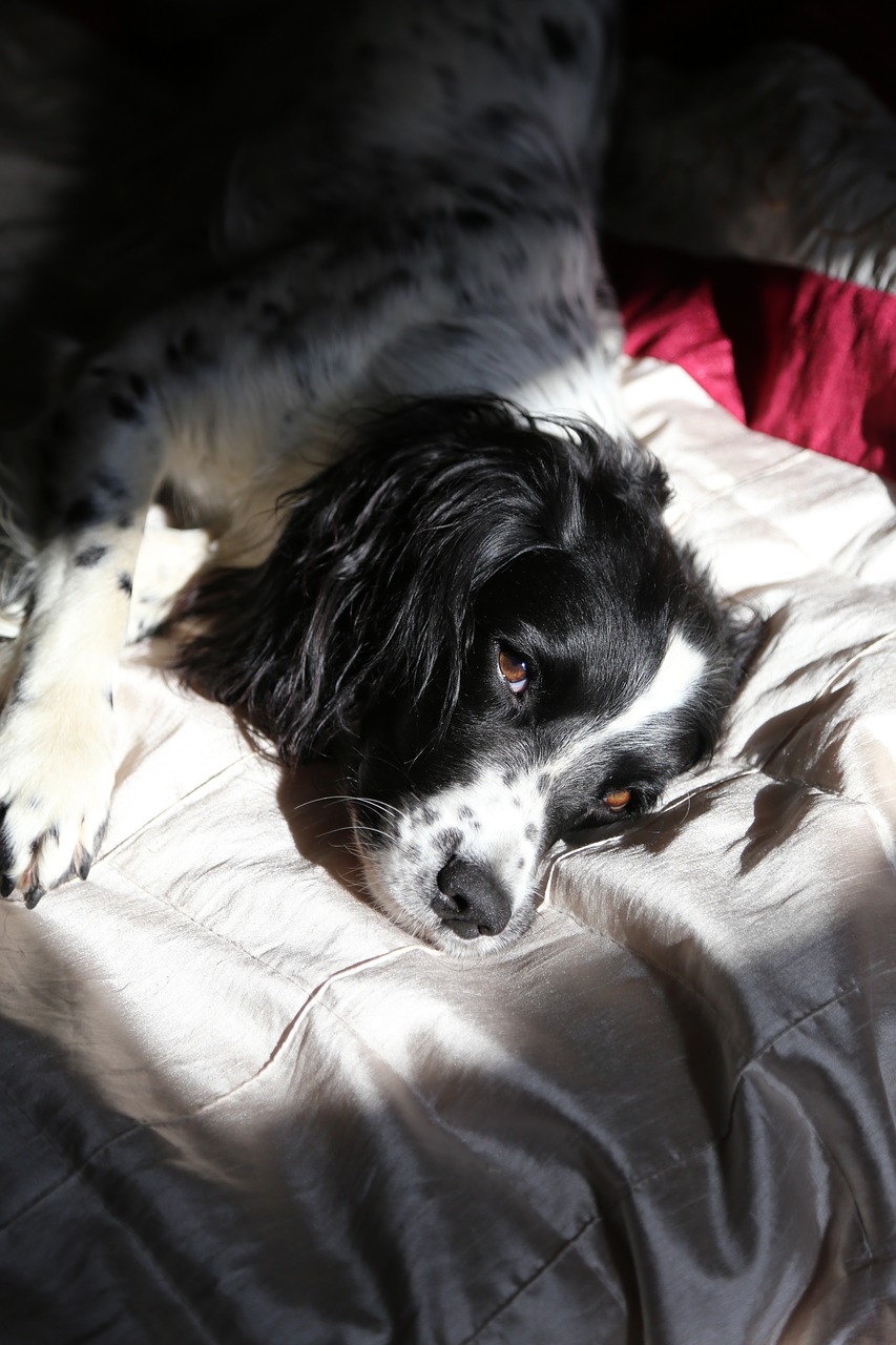 springer spaniel  relaxed  dog free photo