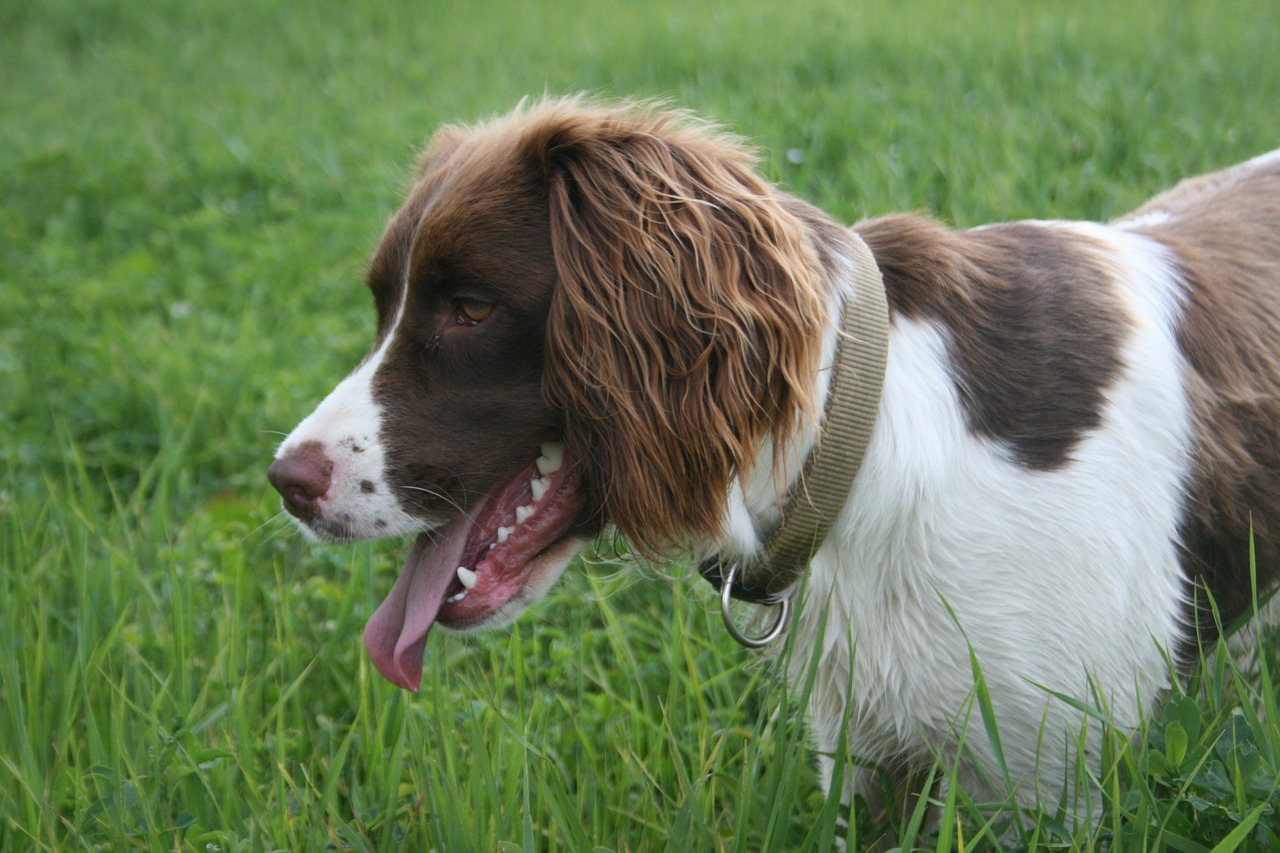 springer spaniel happy dog free photo