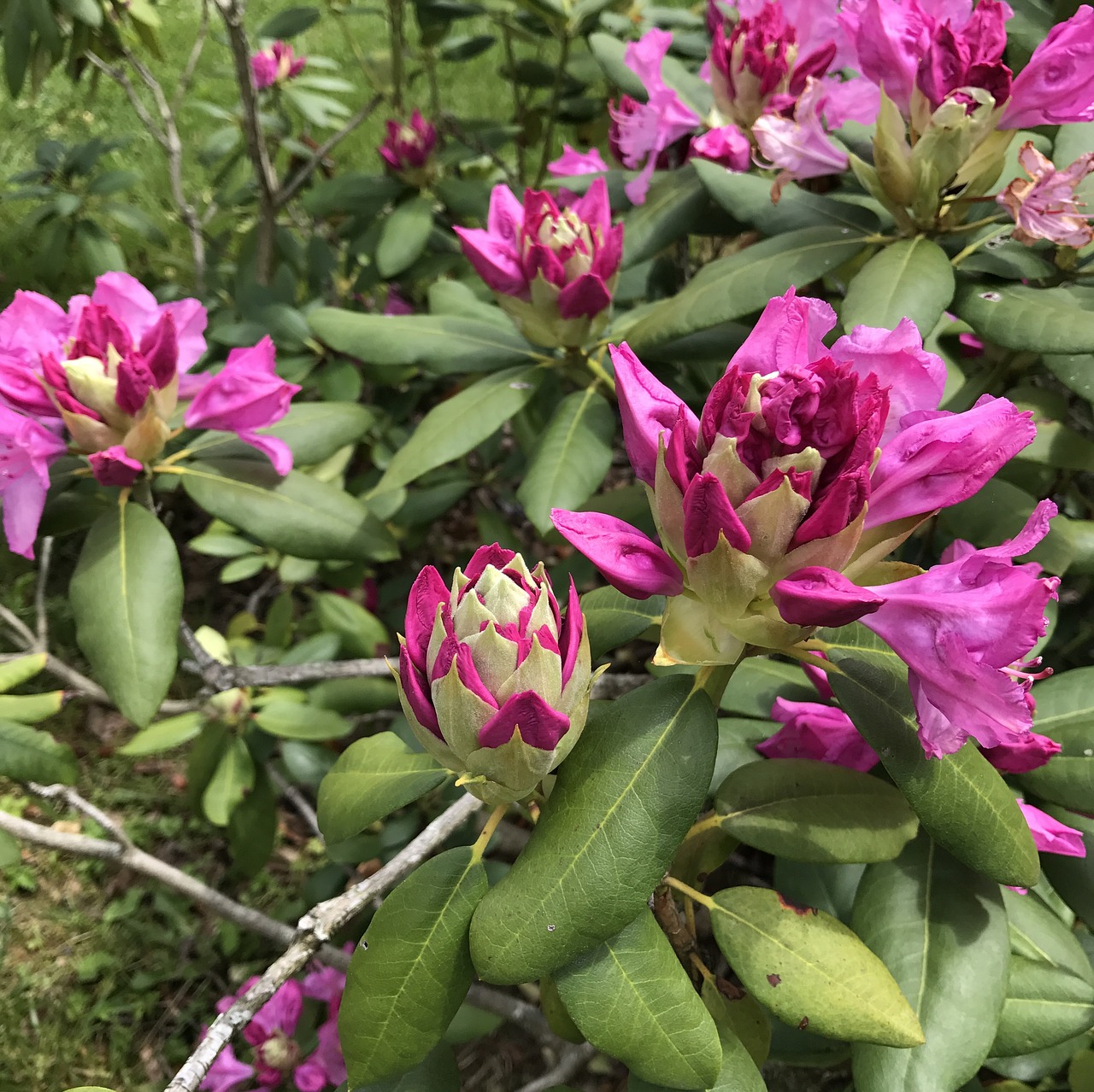 springtime plants green free photo