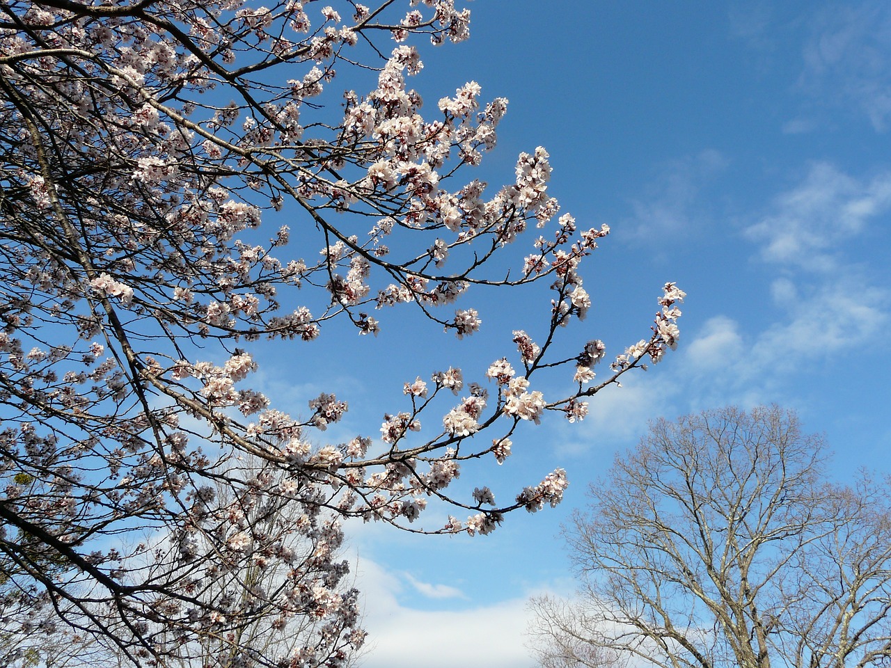 springtime tree blossoms free photo