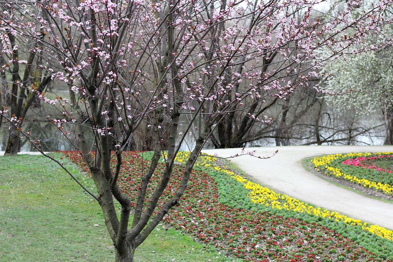 springtime tree flowers free photo