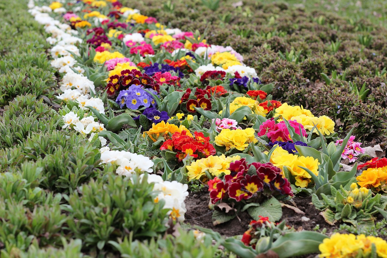 springtime flowers primrose free photo