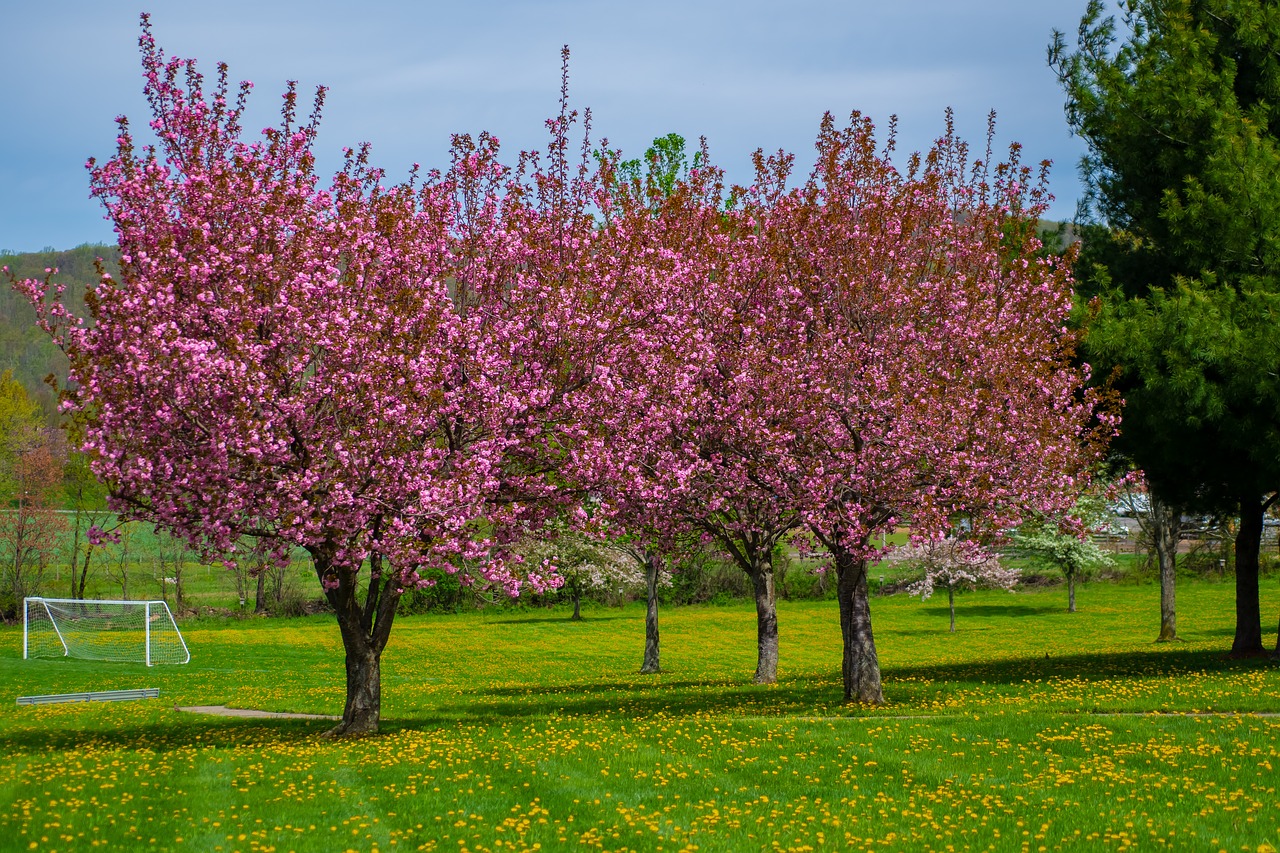 springtime  spring  nature free photo