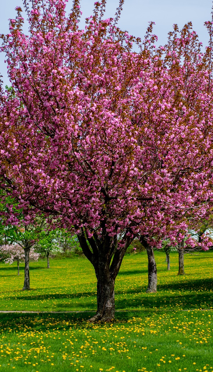 springtime  spring  nature free photo