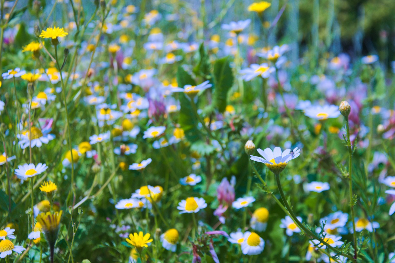 springtime  flowers  nature free photo