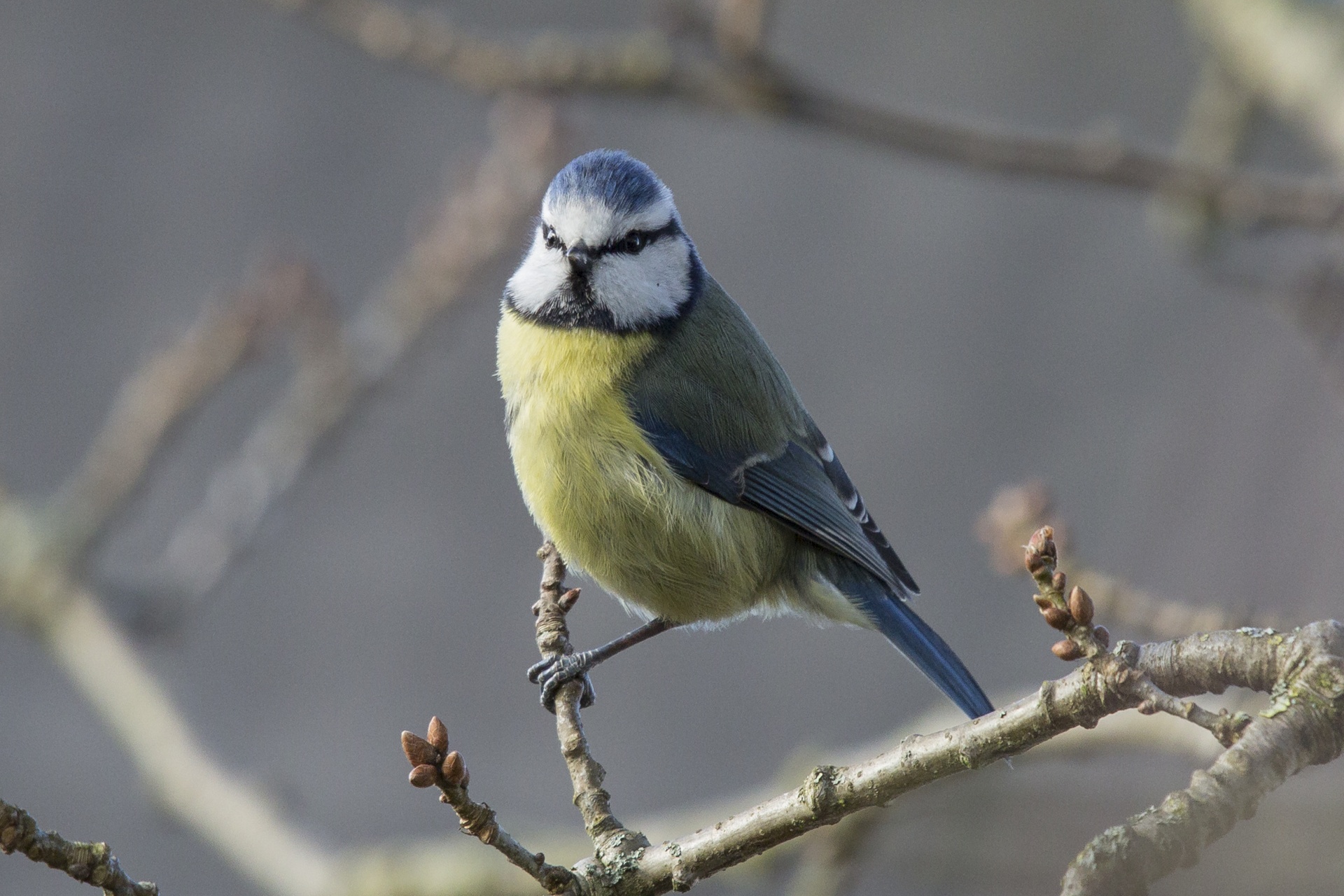 bluetit bird bird watching free photo