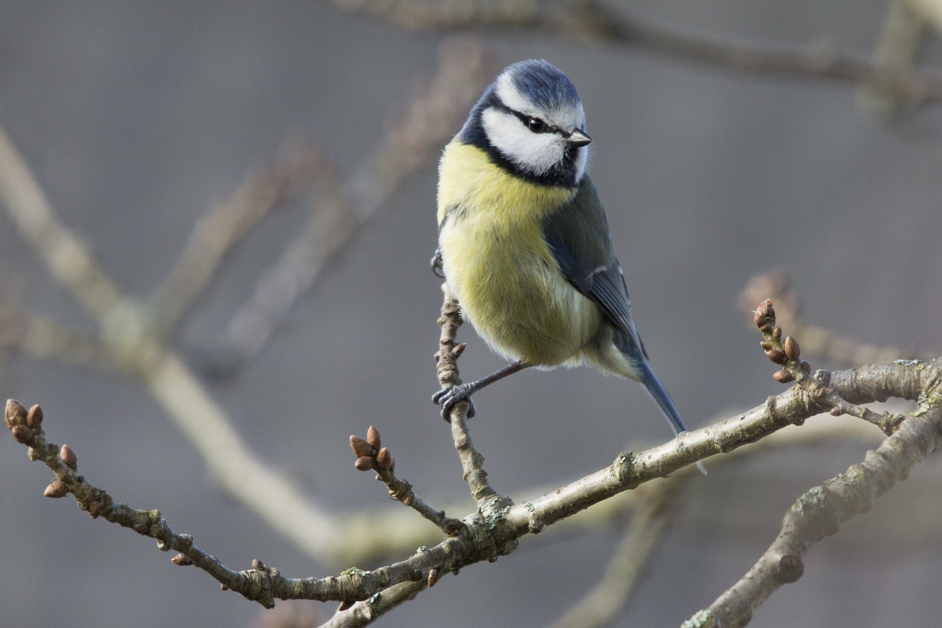 bluetit bird bird watching free photo