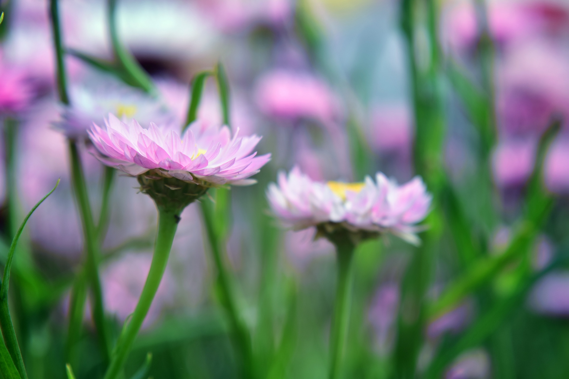 flowers nature petals free photo