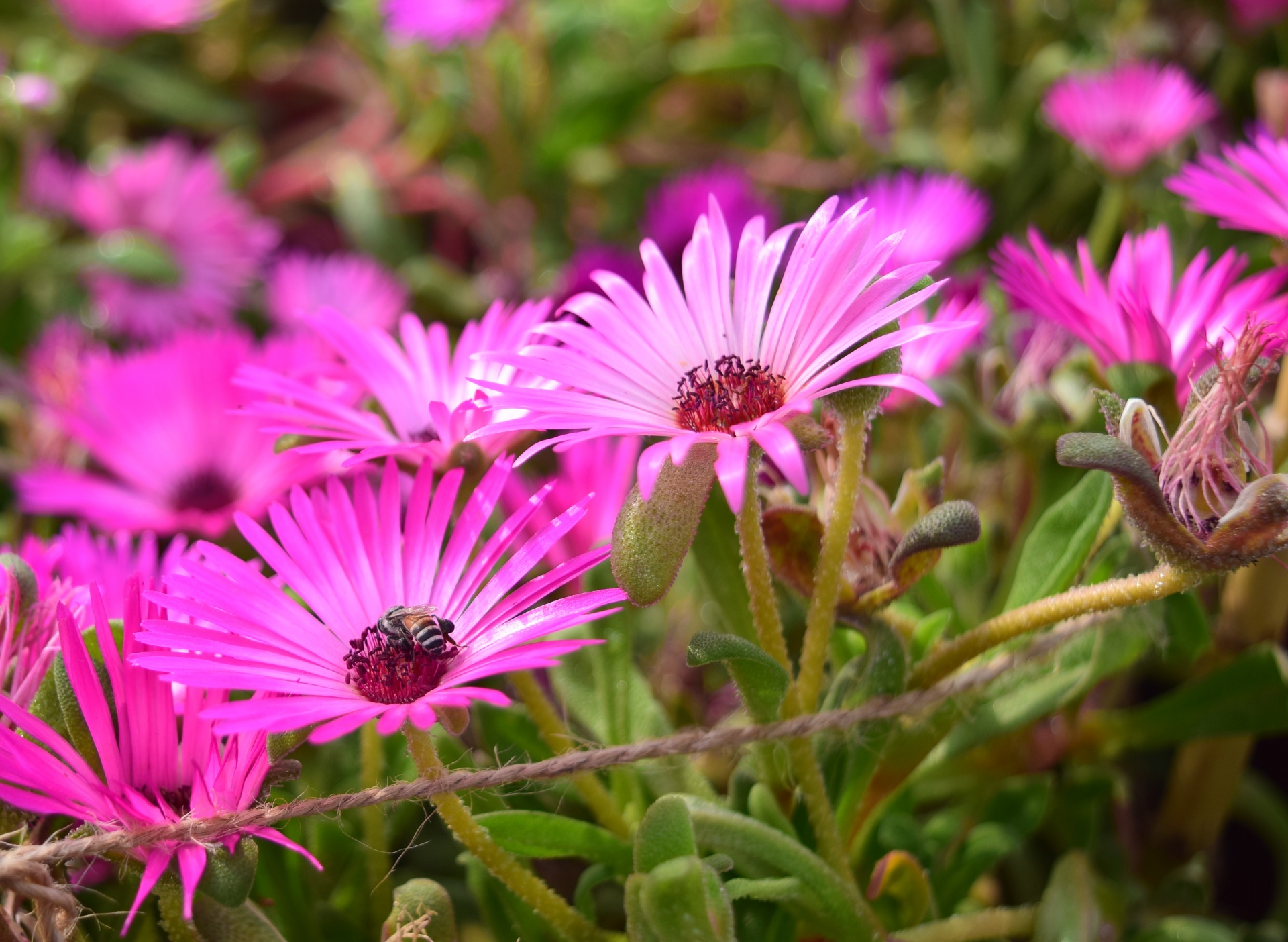 flowers nature petals free photo