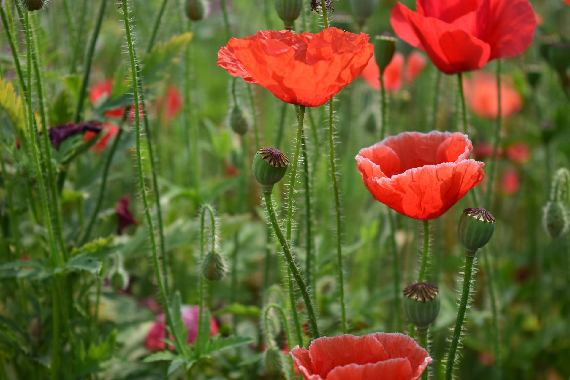 flowers nature petals free photo