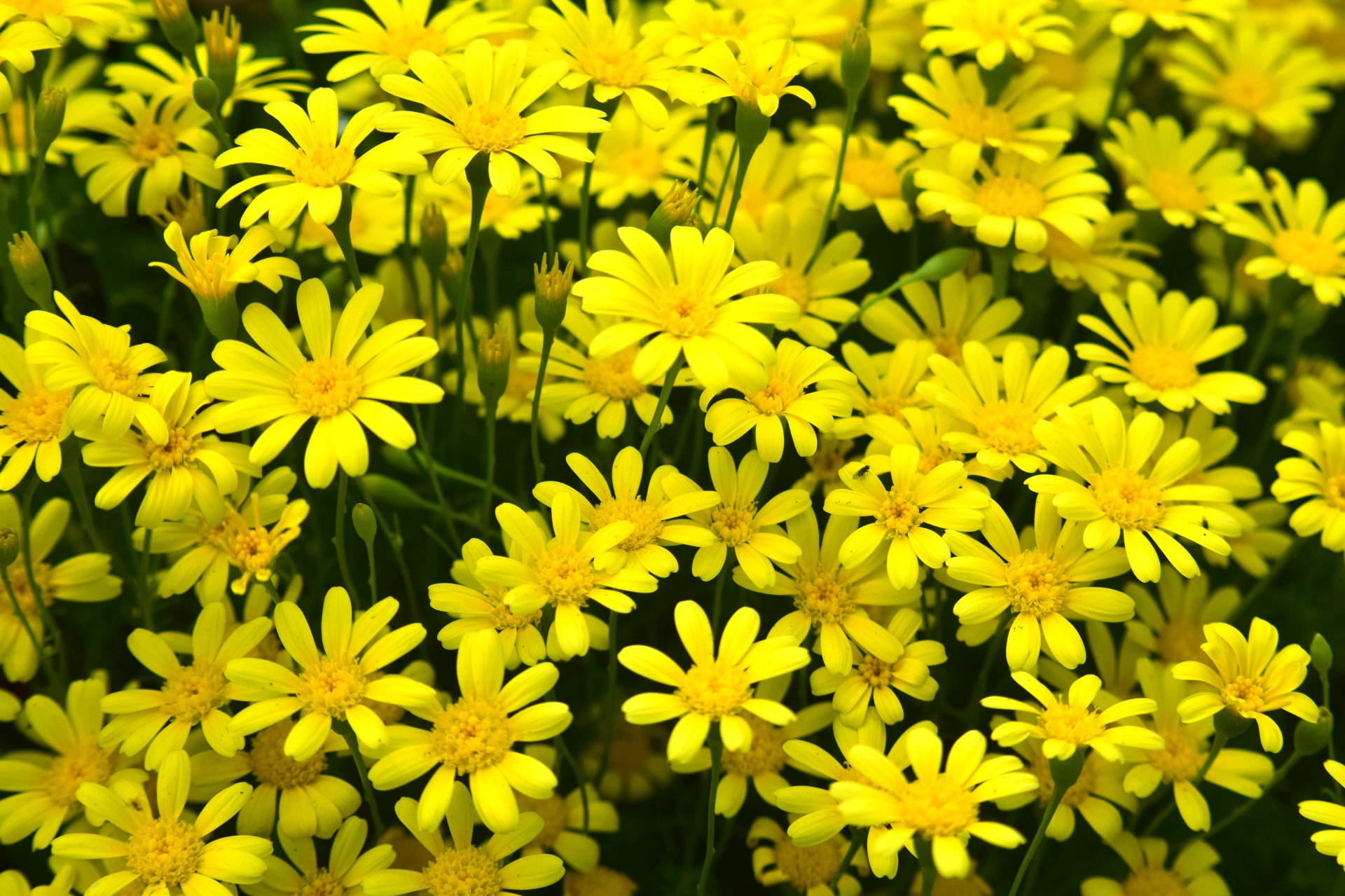 flowers yellow nature free photo