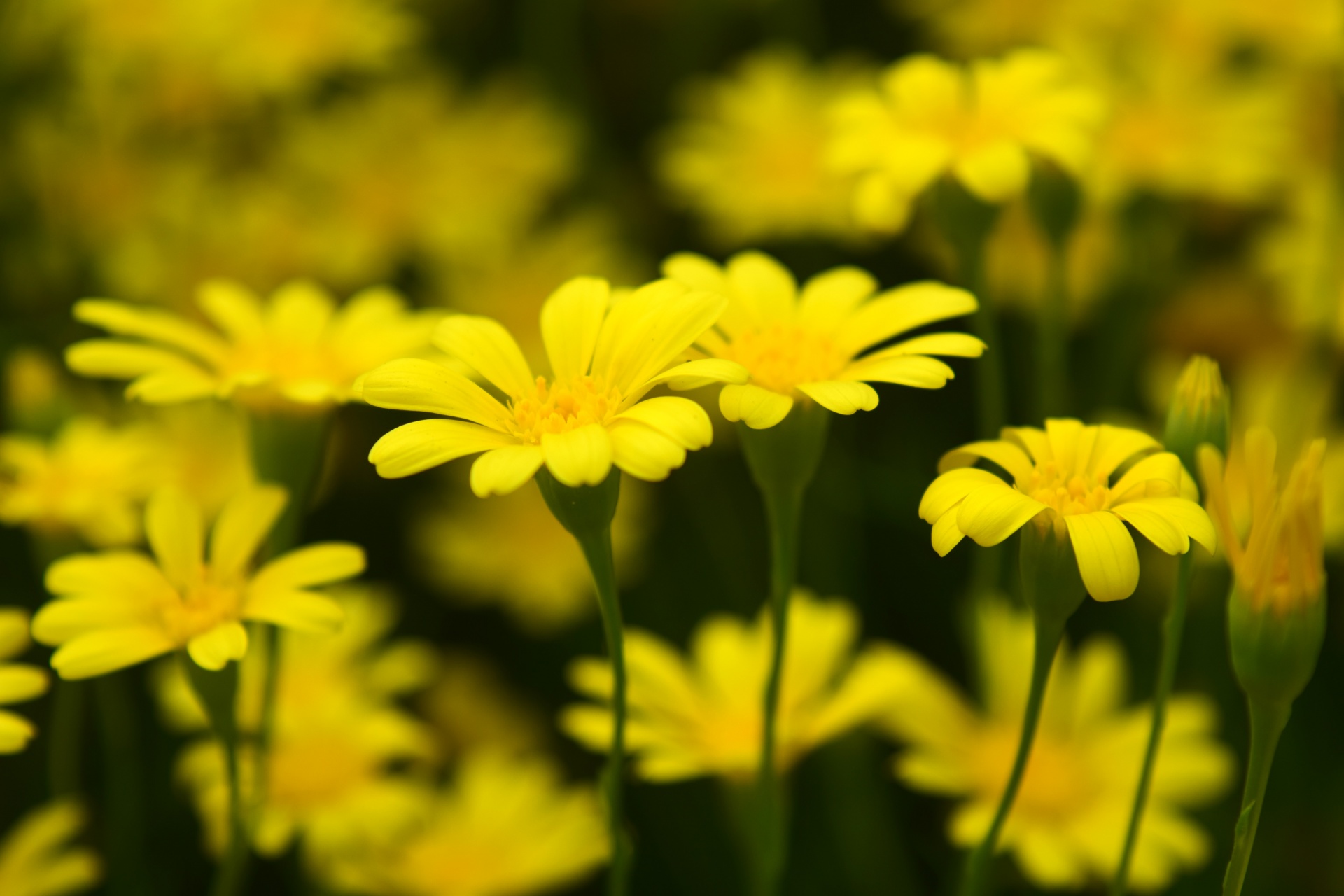 flowers yellow nature free photo