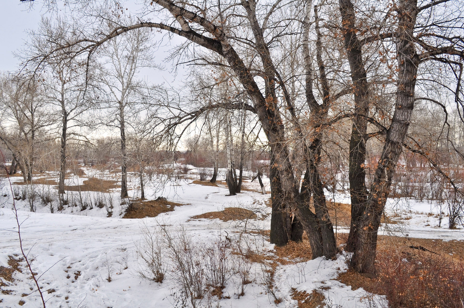 trees forest nature free photo