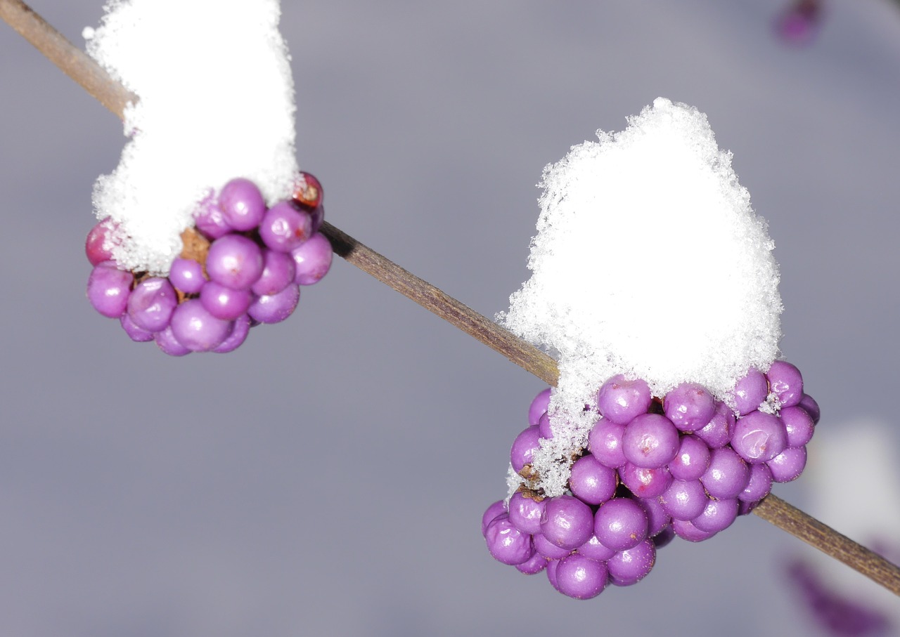 sprinkles shrub lamiaceae violet free photo
