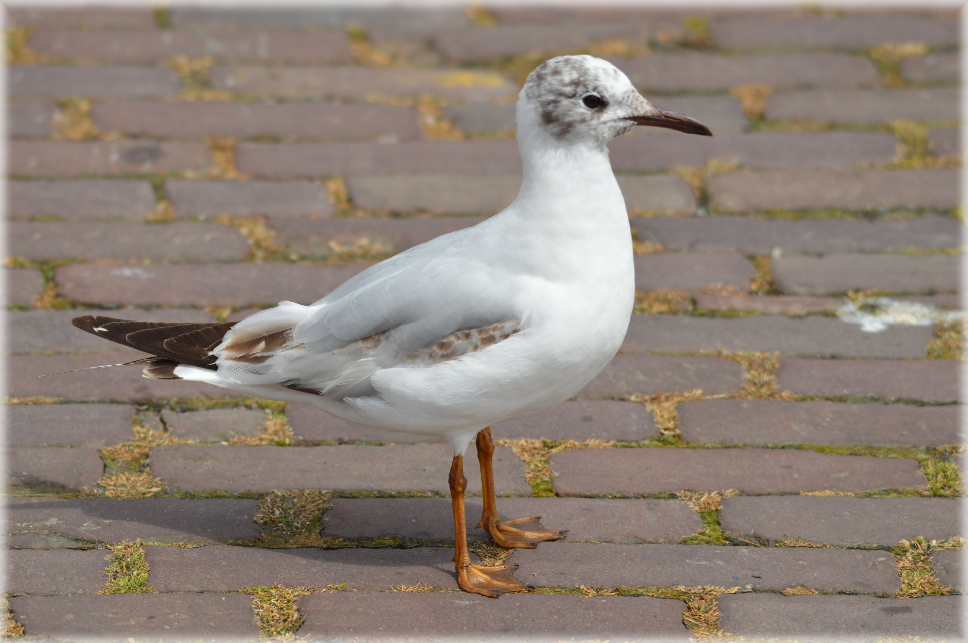 seagull waterfowl bird free photo