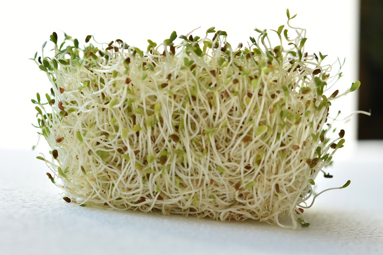 sprout germinated alfalfa free photo