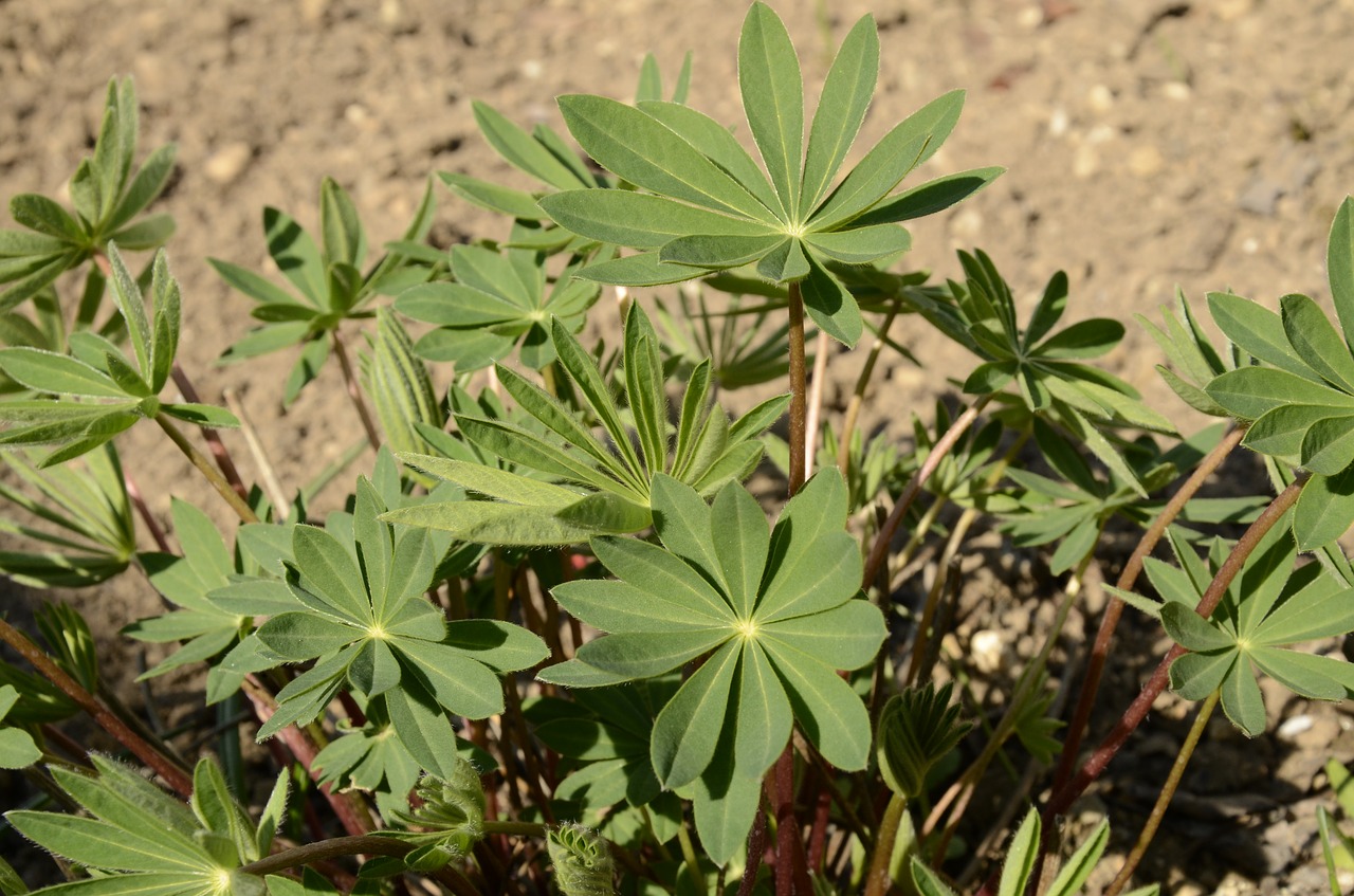 sprout lupin leaves free photo
