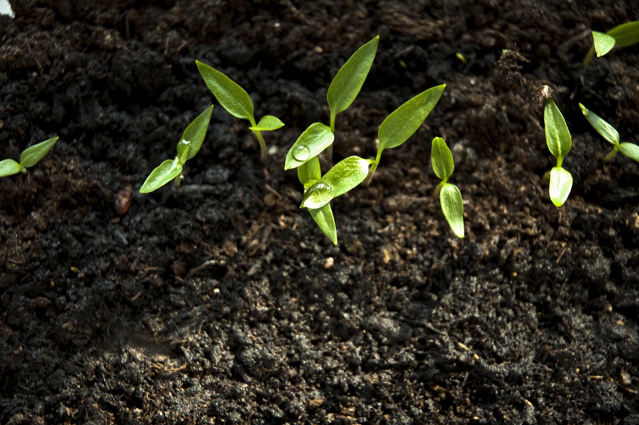 sprout paprika vegetarian free photo