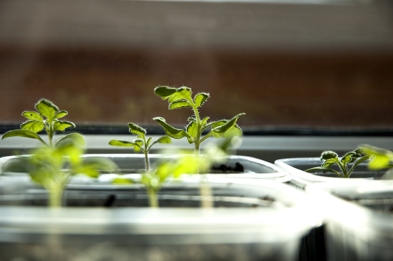 sprout tomato vegetarian free photo