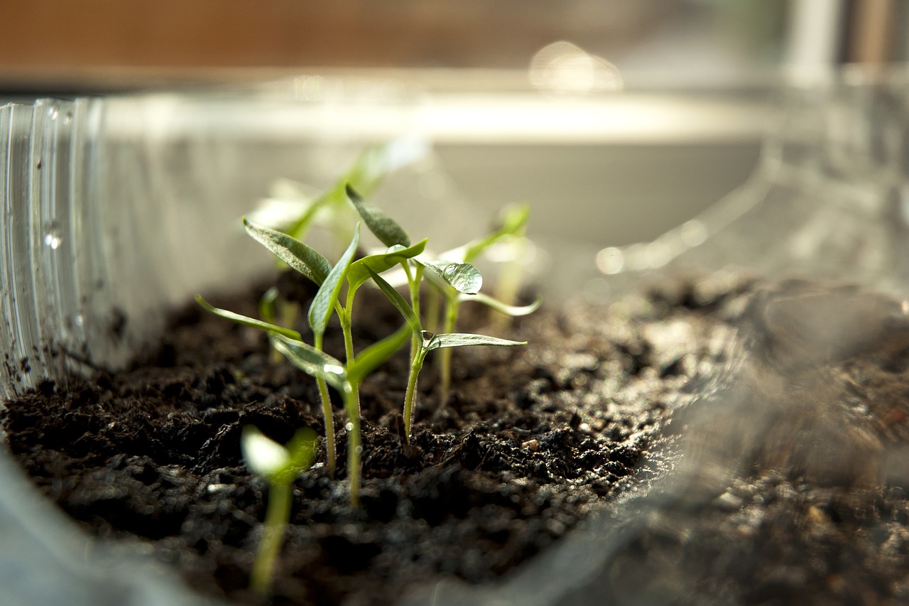 sprout paprika green free photo