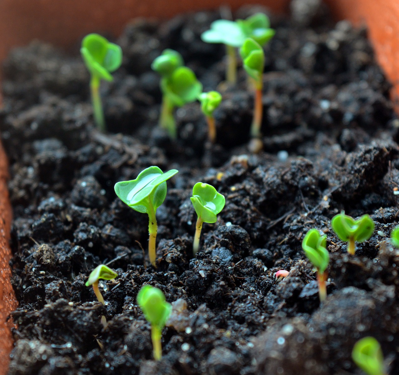 sprouts seedling seedlings free photo