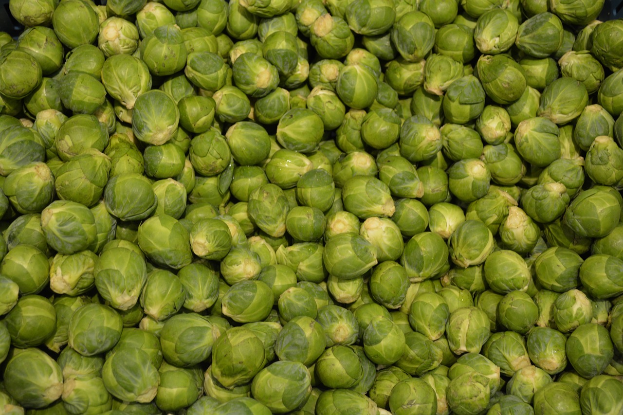 sprouts vegetable green free photo