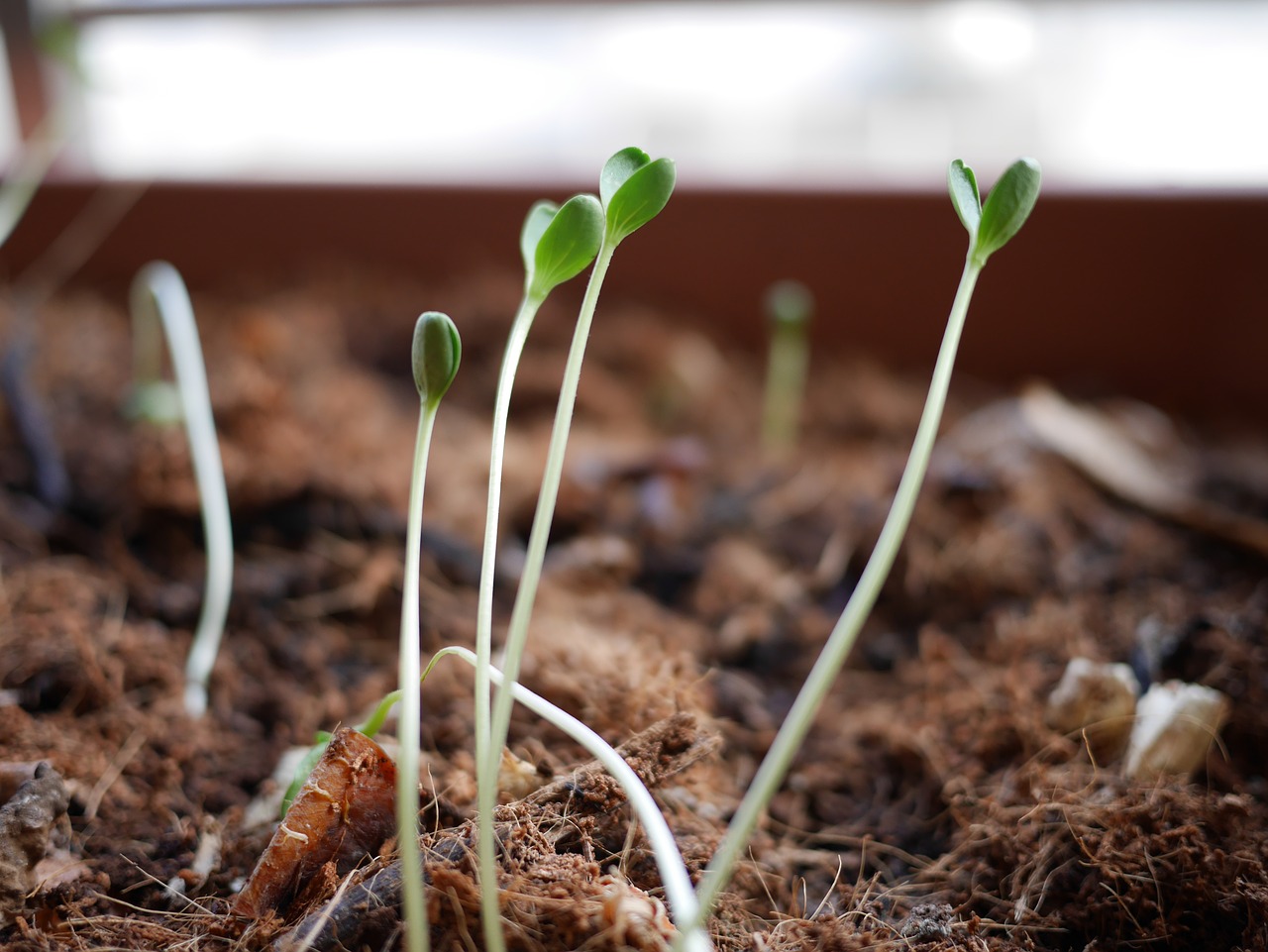 sprouts plants seedling free photo