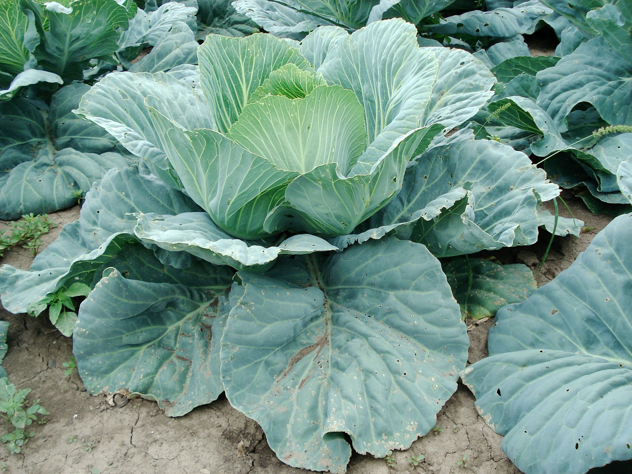 sprouts cabbage plant free photo