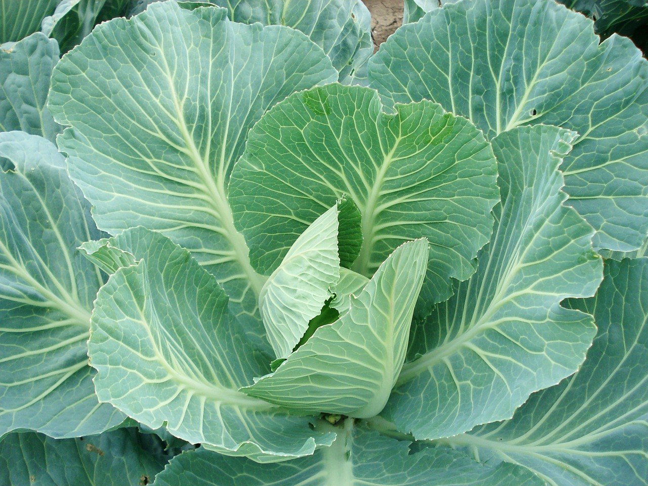 sprouts cabbage cabbage plants free photo